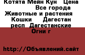 Котята Мейн Кун › Цена ­ 15 000 - Все города Животные и растения » Кошки   . Дагестан респ.,Дагестанские Огни г.